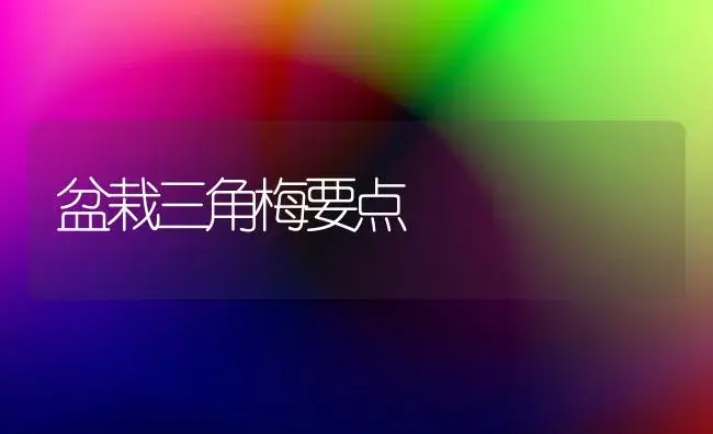 盆栽三角梅要点 | 家庭养花