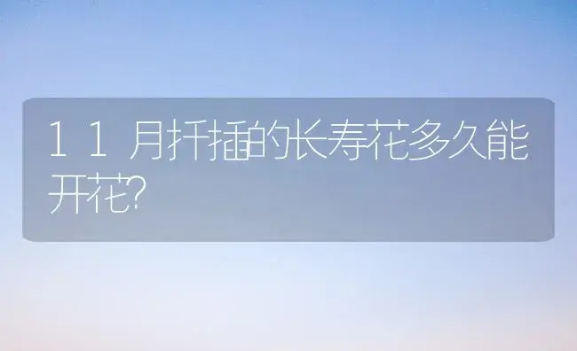 11月扦插的长寿花多久能开花？ | 多肉养殖