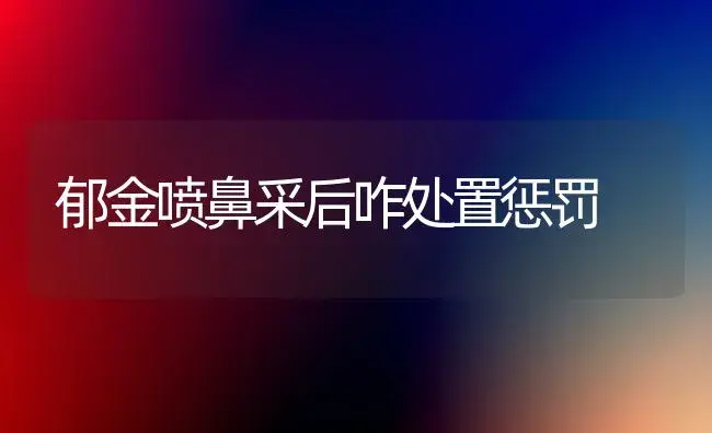 郁金喷鼻采后咋处置惩罚 | 家庭养花