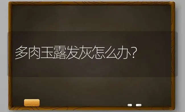 多肉玉露发灰怎么办？ | 多肉养殖