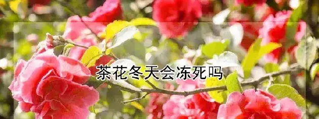 茶花冬天会冻死吗