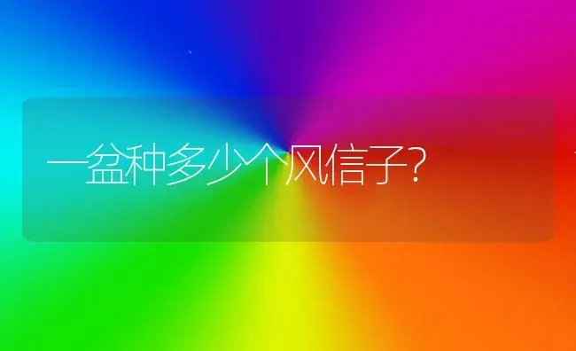 一盆种多少个风信子？ | 绿植常识