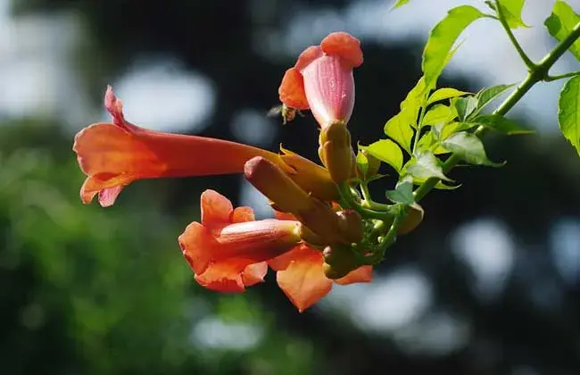 凌霄花的花语和传说