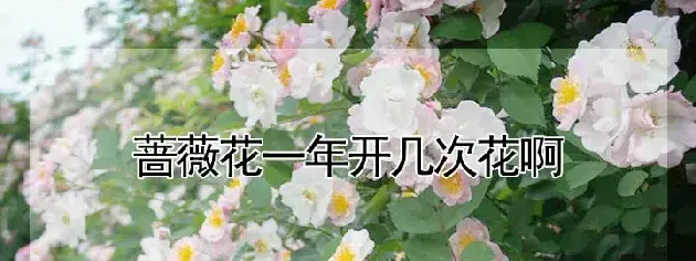 蔷薇花一年开几次花啊