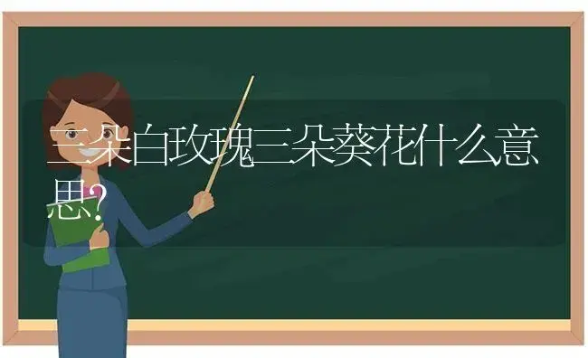 三朵白玫瑰三朵葵花什么意思？ | 绿植常识