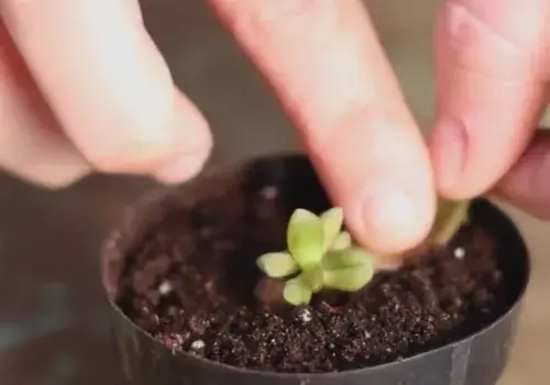 盆栽育苗 | 多肉植物怎么叶插繁殖（图解）