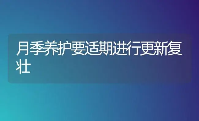 月季养护要适期进行更新复壮 | 家庭养花