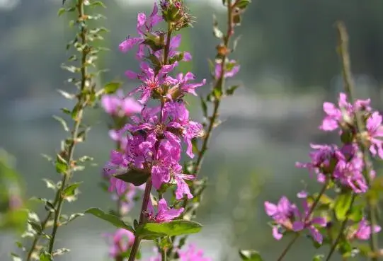 千屈菜花语是什么，千屈菜的传说故事/孤独