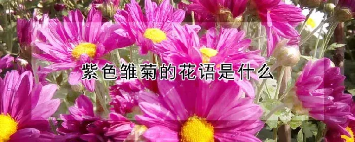 紫色雏菊的花语是什么