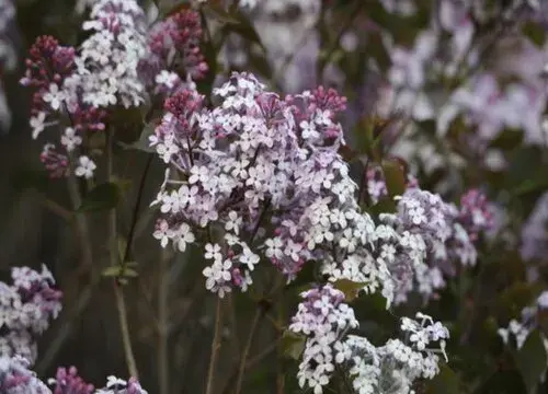 表示思乡的花 花语是思乡的花有哪些