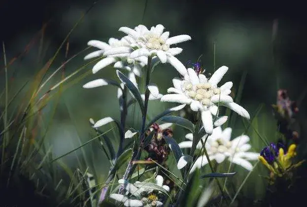 雪绒花是什么，它的花语是什么，有什么样的传说