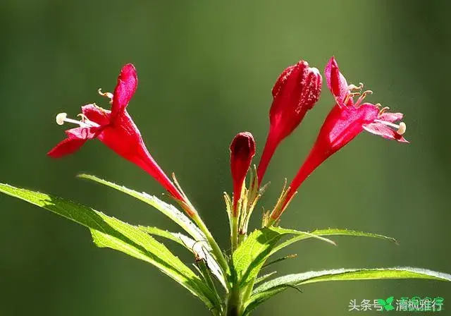 錦带花花语有哪些？