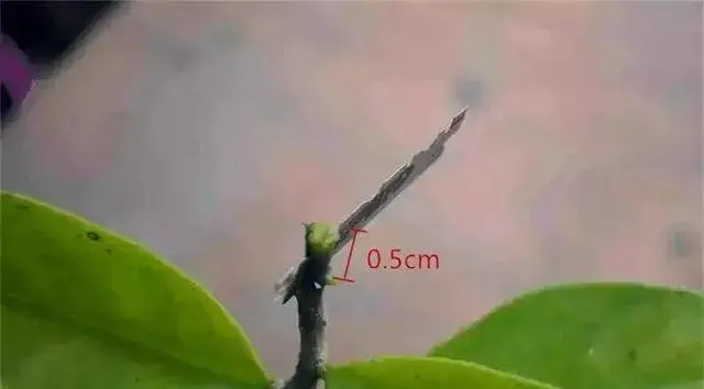 蟹爪兰嫁接需要晾干吗？