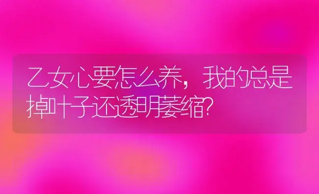 乙女心要怎么养,我的总是掉叶子还透明萎缩？ | 多肉养殖