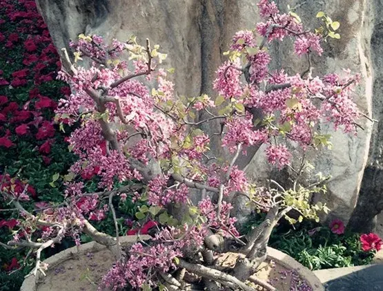 盆景养护管理 | 紫荆盆景的养护管理