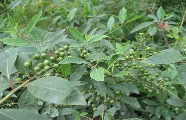 山苍子人工栽培加工技术