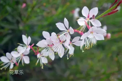 飞翔的花朵，千鸟花花语