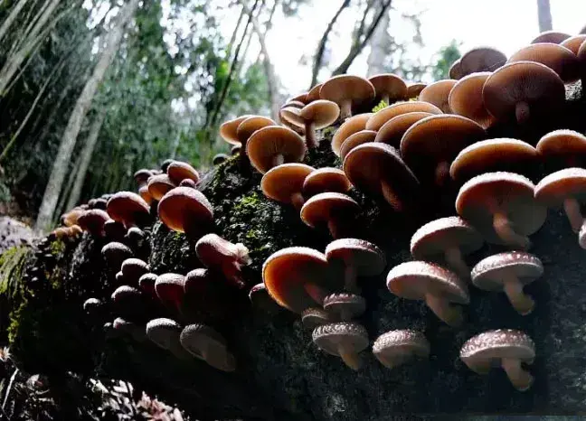 《龙泉百村故事》丨砍花之法，香菇之源