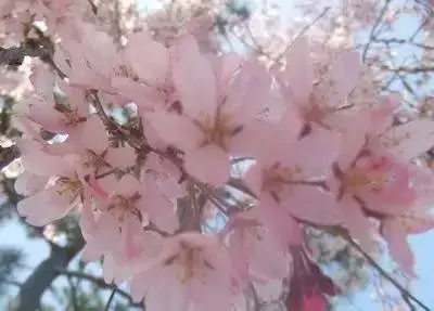 各种花的花语有哪些？