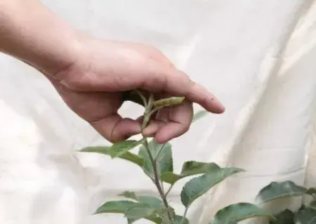盆栽修剪 | 盆栽打顶摘心的方法