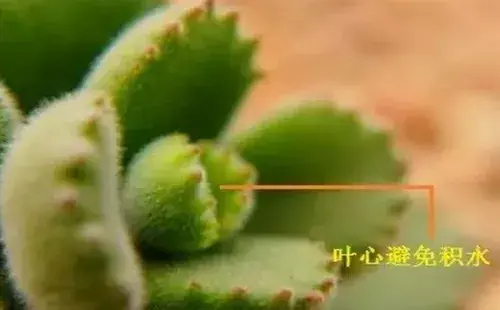 盆栽修剪 | 熊童子如何摘心