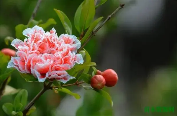 石榴花什么时候开是什么颜色 石榴花花语和养殖方法