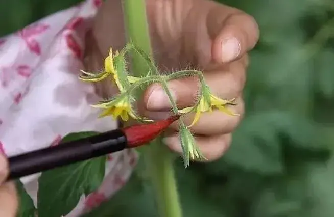 90%的菜农搞错了，西红柿蘸花原来为害这么大！