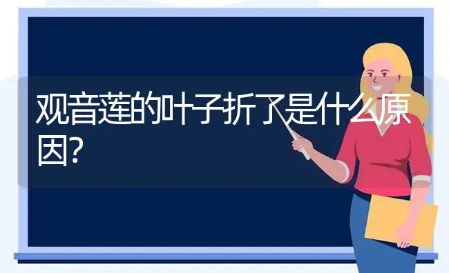 观音莲的叶子折了是什么原因？ | 多肉养殖