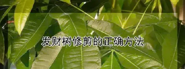 发财树修剪的正确方法