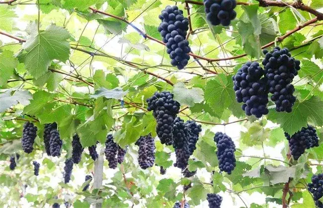 怎样避免葡萄发生热害