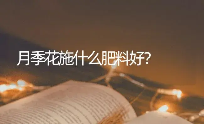 月季花施什么肥料好？ | 绿植常识