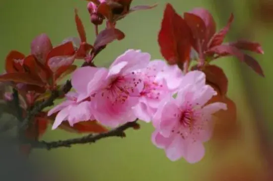 美人梅的花语和文化背景，寓意心只属于你