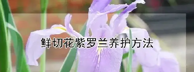 鲜切花紫罗兰养护方法