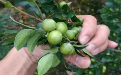 盆景知识 | 黑骨茶盆景会开花吗 什么时候开花