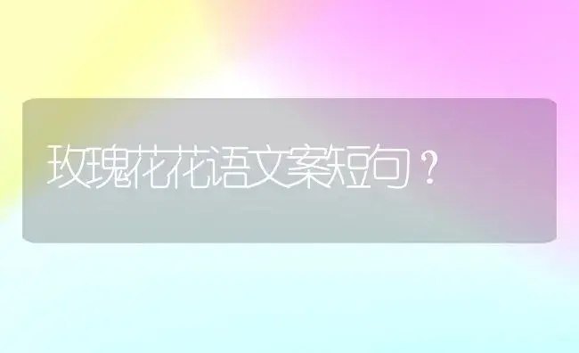 玫瑰花花语文案短句？ | 绿植常识