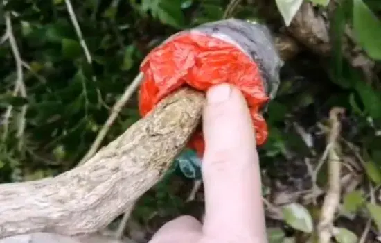 盆栽育苗 | 九里香可以高压生根吗