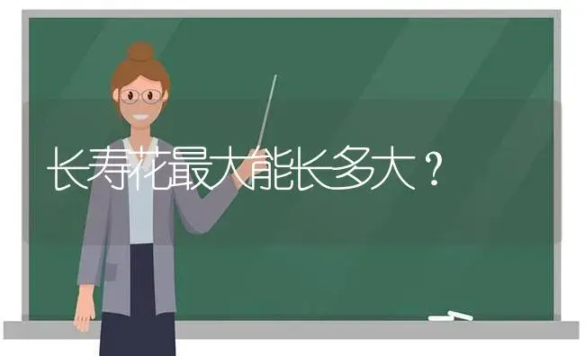 长寿花最大能长多大？ | 多肉养殖