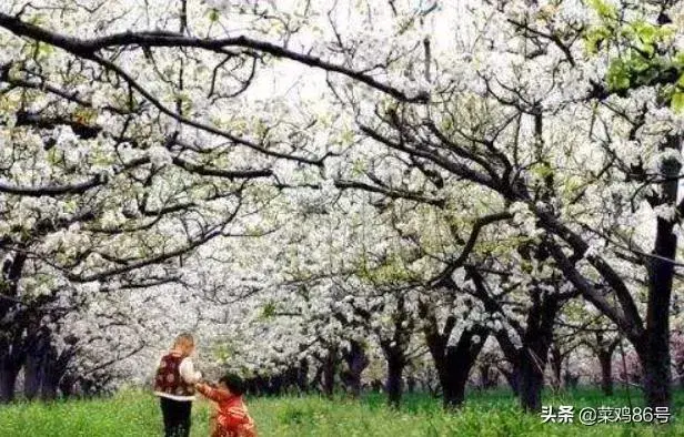 关于梨花的诗句？