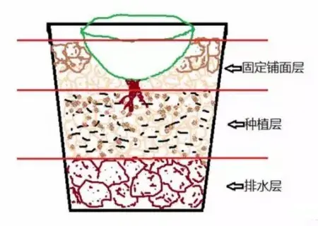 盆景知识 | 养殖生石花配什么土？怎么配土？