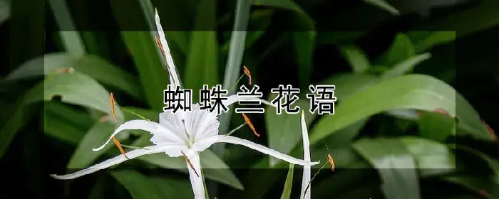 蜘蛛兰花语