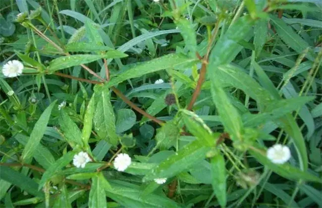 墨旱莲的种植技术