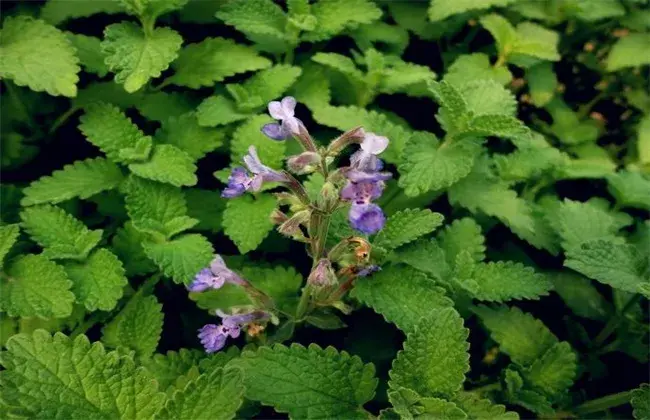 荆芥栽培管理对策