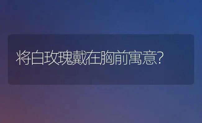 将白玫瑰戴在胸前寓意？ | 绿植常识