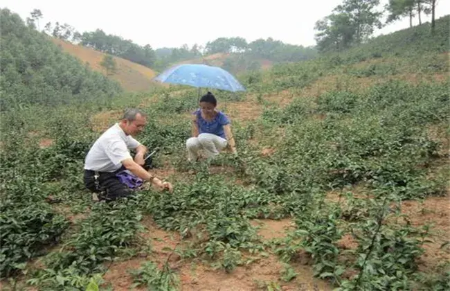 巴戟天的繁育办法