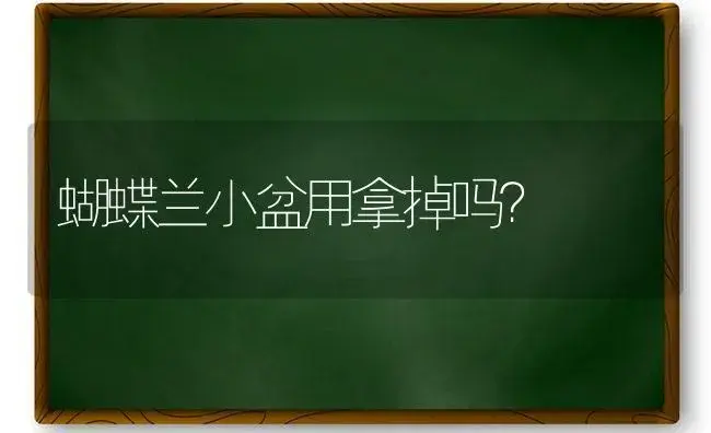 蝴蝶兰小盆用拿掉吗？ | 绿植常识