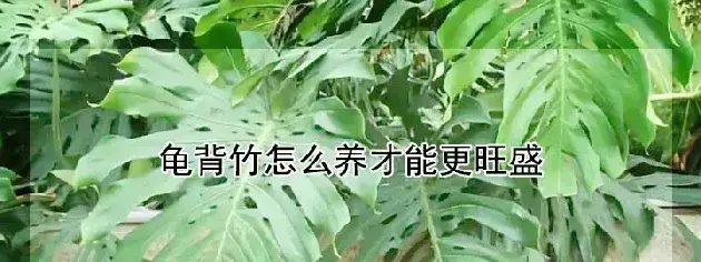 龟背竹怎么养才能更旺盛