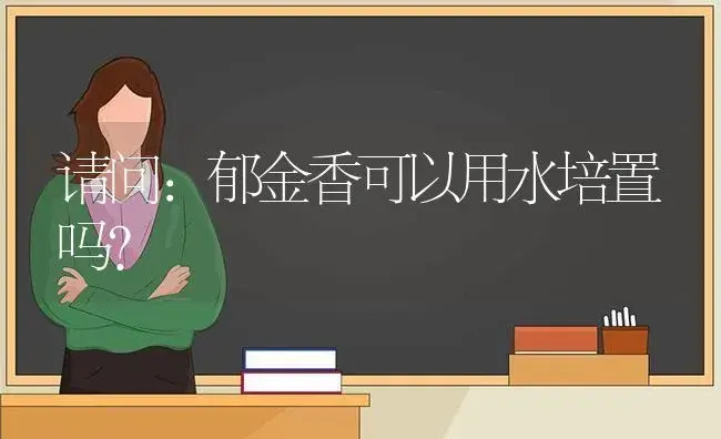 请问:郁金香可以用水培置吗？ | 绿植常识