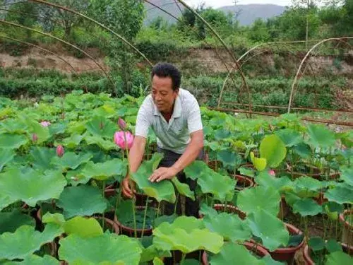 花卉果蔬盆景 | 怎么用莲藕种荷花盆栽