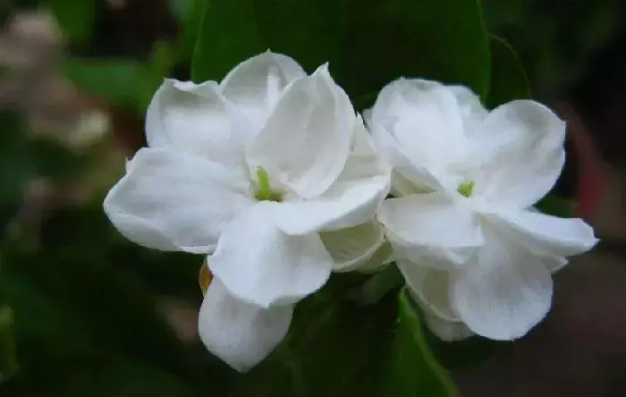 茉莉的花语，地区和数量不同代表的寓意也不同