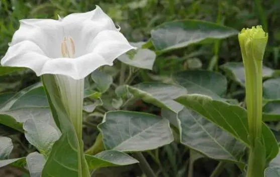 曼陀罗花语是什么，不同颜色曼陀罗花的花语